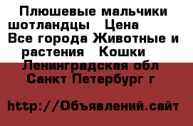 Плюшевые мальчики шотландцы › Цена ­ 500 - Все города Животные и растения » Кошки   . Ленинградская обл.,Санкт-Петербург г.